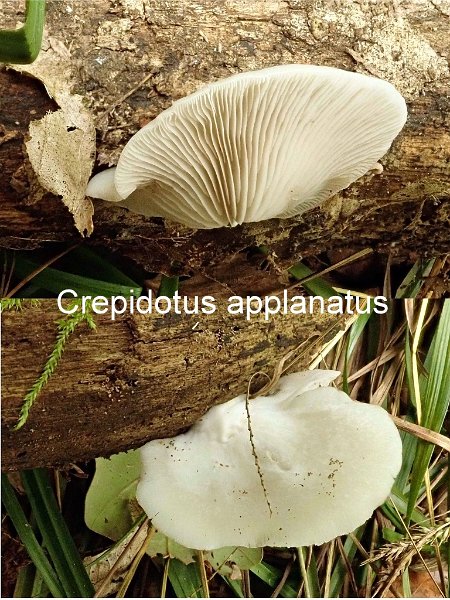 Crepidotus applanatus-amf719.jpg - Crepidotus applanatus ; Syn: Crepidotus scalaris ; Nom français: Crépidote aplani